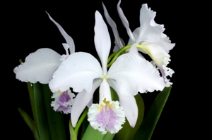 Cattleya Intertexta Kimberly Bennett AM/AOS 80 pts.